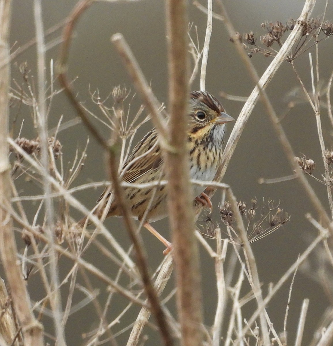 Lincoln's Sparrow - ML644608178