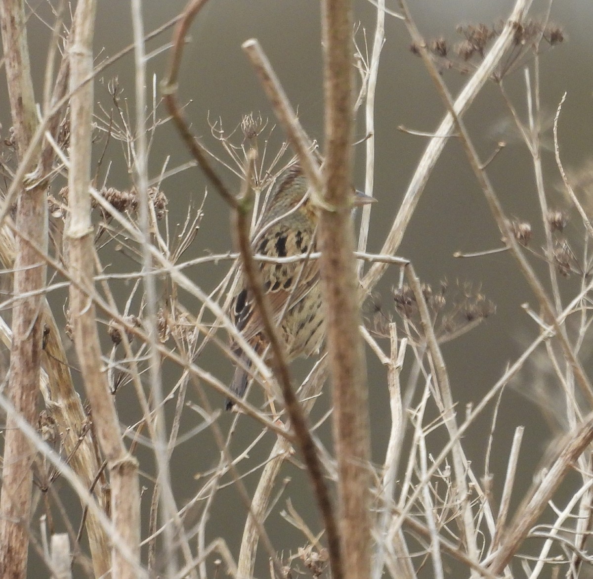 Lincoln's Sparrow - ML644608185
