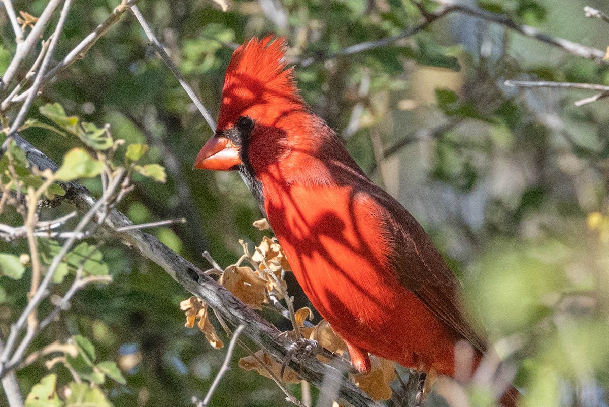 קרדינל צפוני - ML644608192