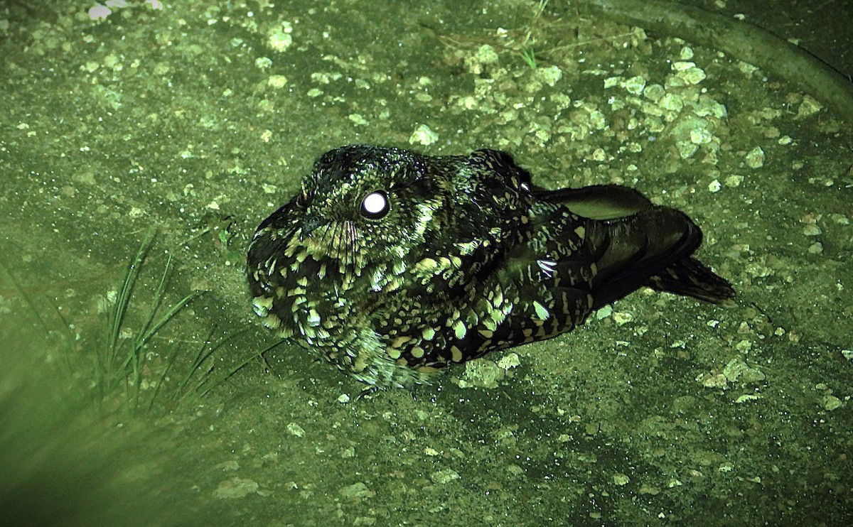 Band-winged Nightjar - ML644608216