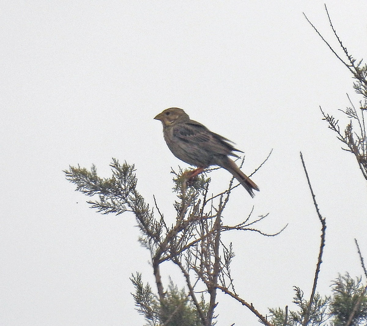 Corn Bunting - ML644608218