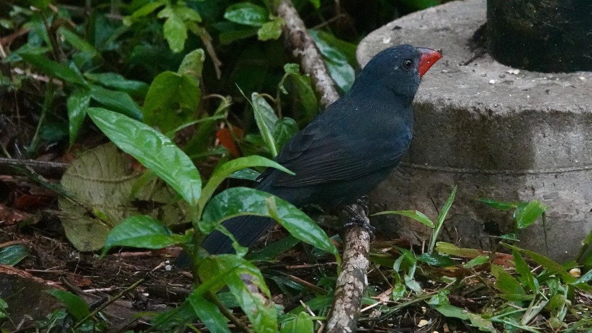Black-throated Grosbeak - ML644608222