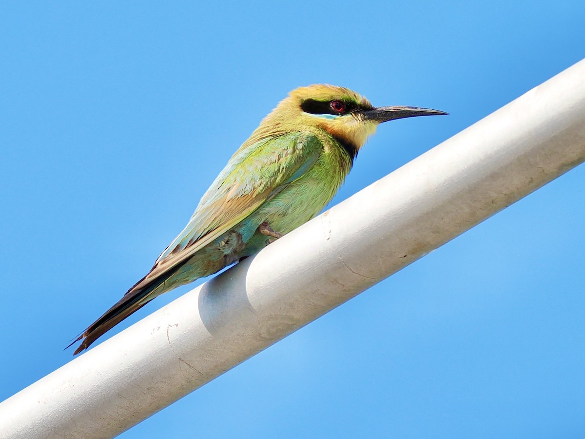 Regenbogenspint - ML644608229