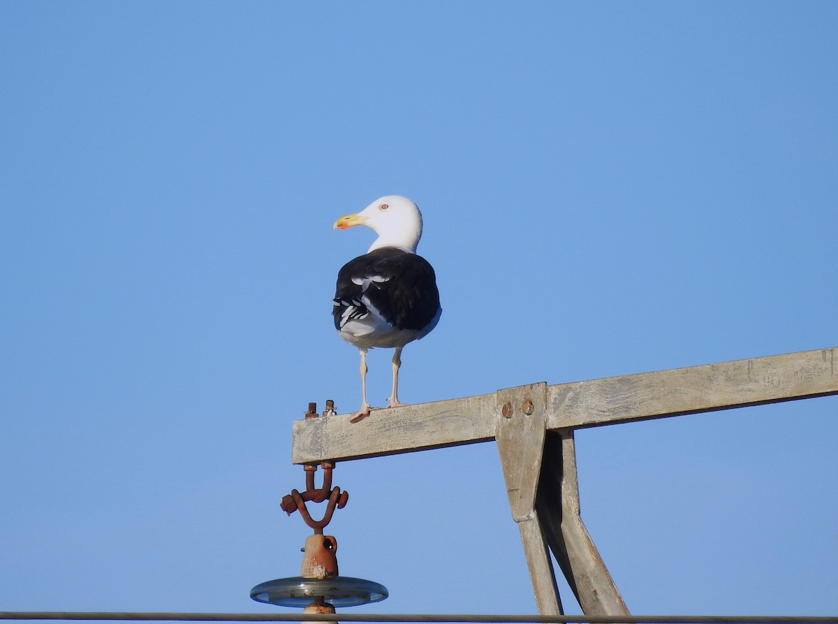 Great Black-backed Gull - ML644608231