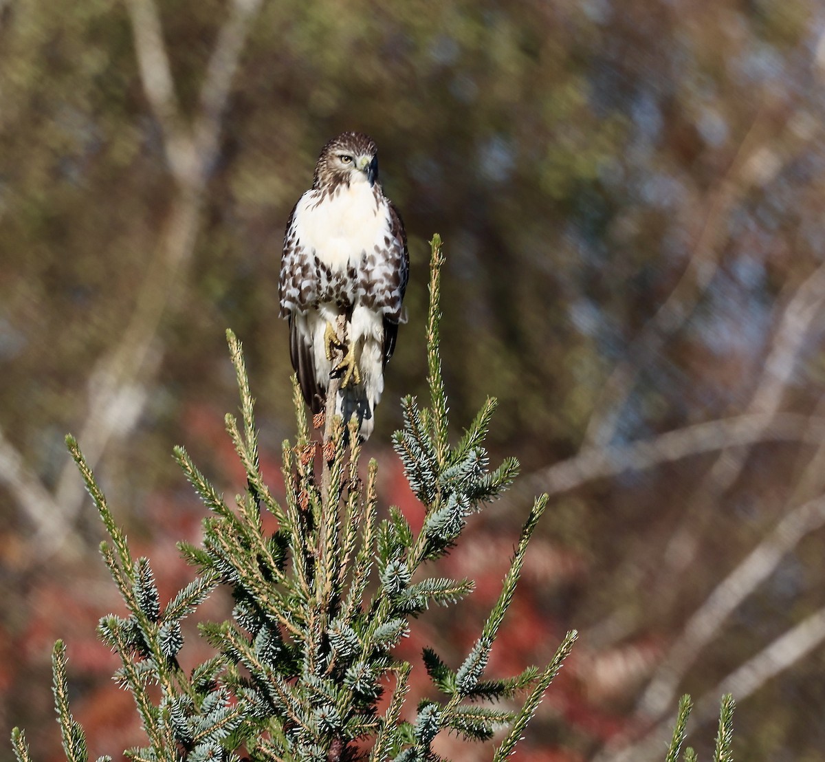 Red-tailed Hawk - ML644608233
