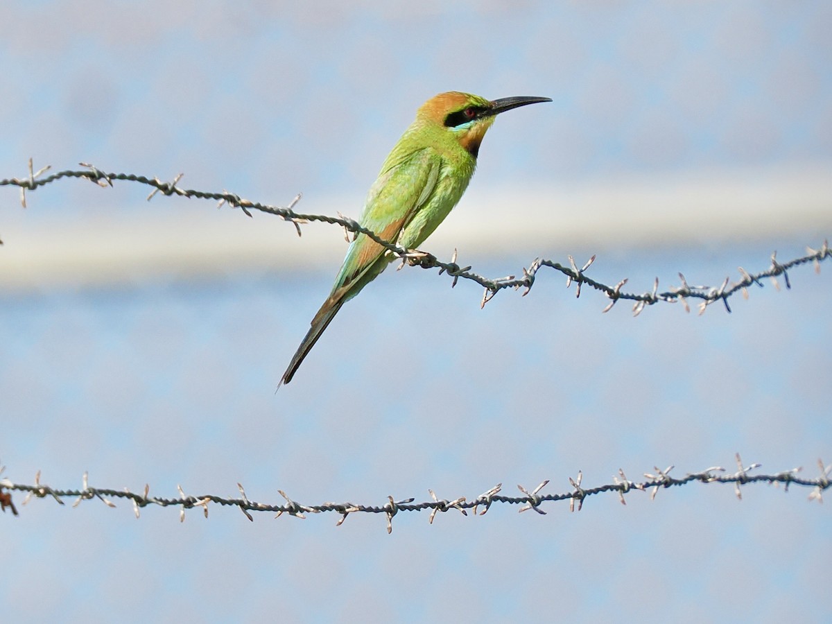 Regenbogenspint - ML644608234