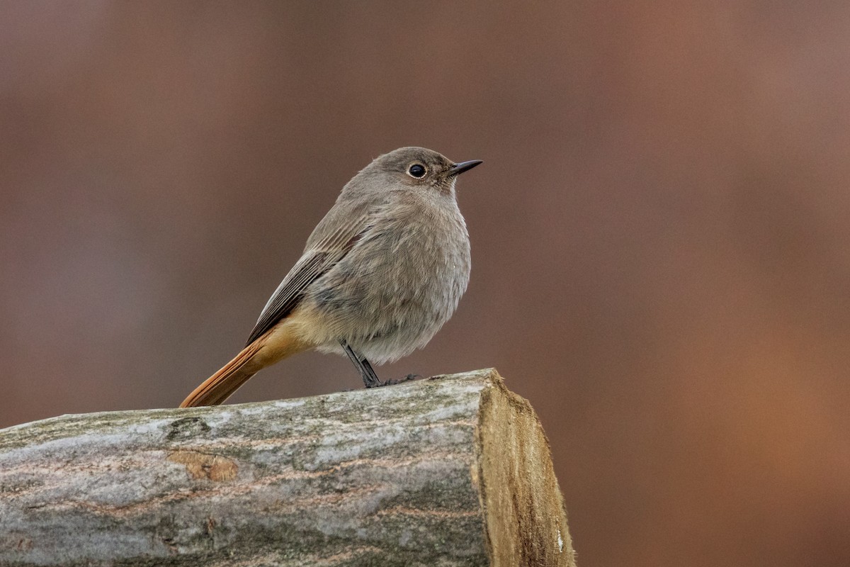 rehek domácí - ML644608239