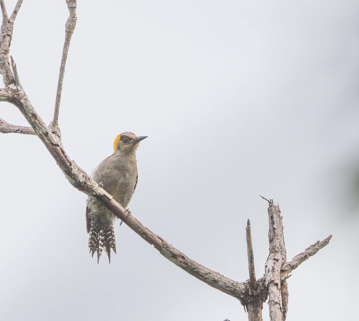 Golden-cheeked Woodpecker - ML644608240