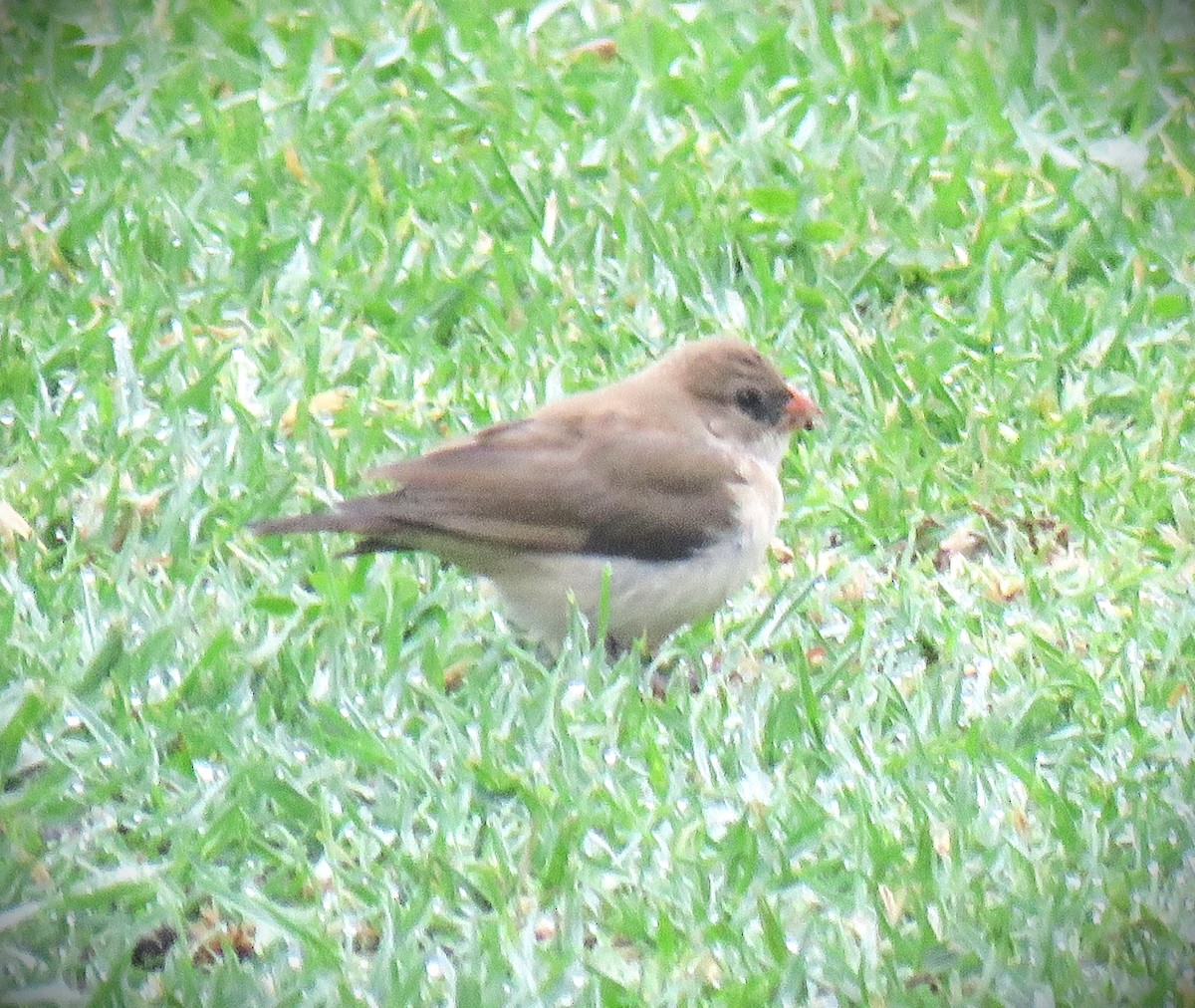Pin-tailed Whydah - ML644608241
