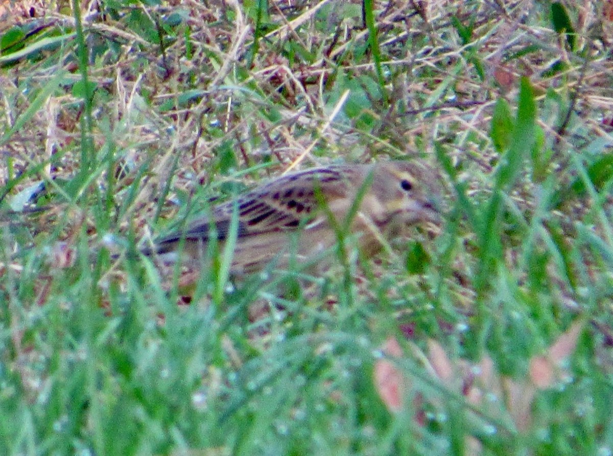 ムナグロノジコ - ML644608243