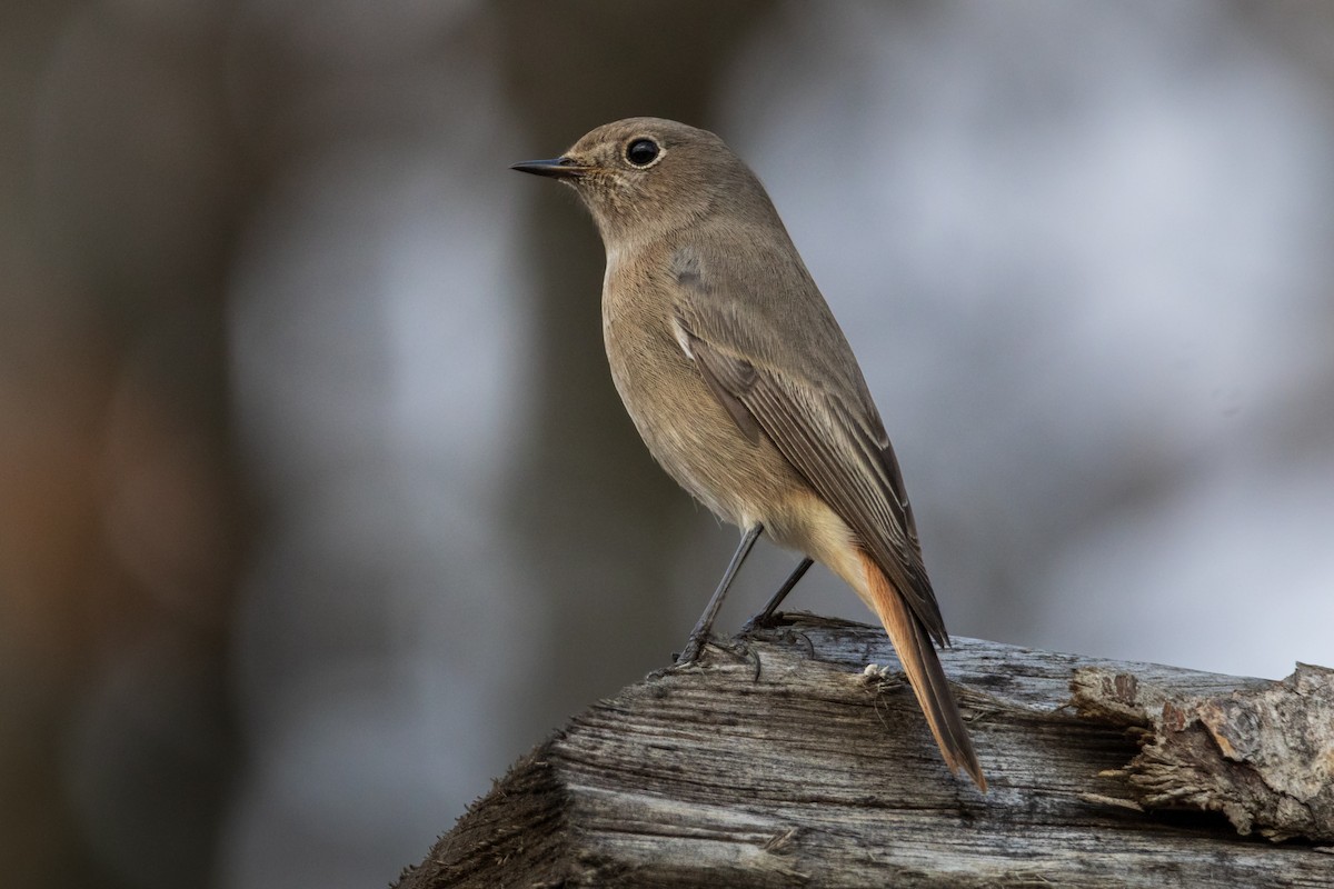 rehek domácí - ML644608246