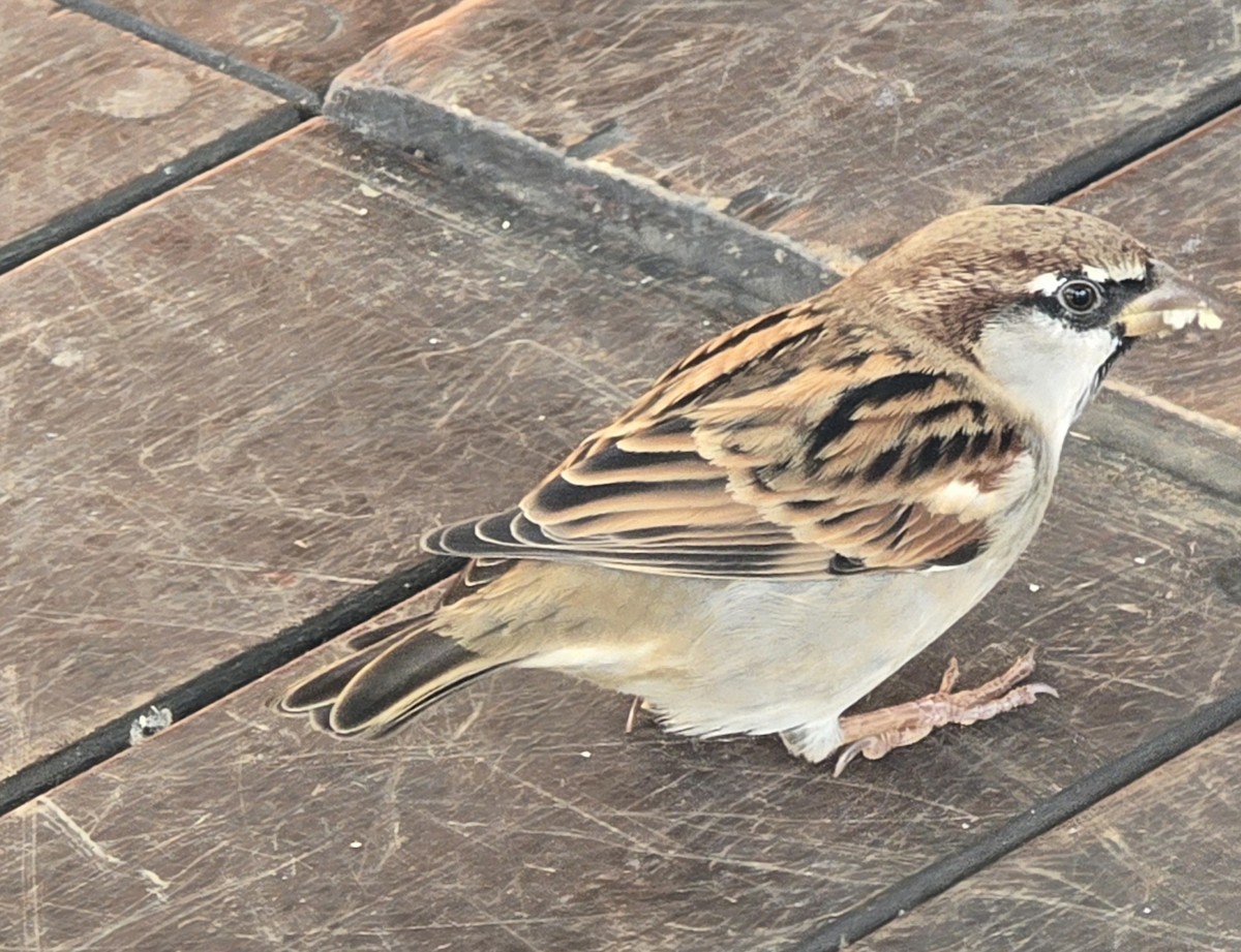 İtalyan Serçesi - ML644608247