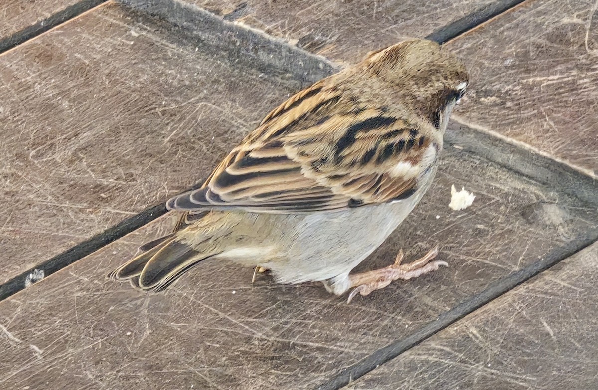 İtalyan Serçesi - ML644608248