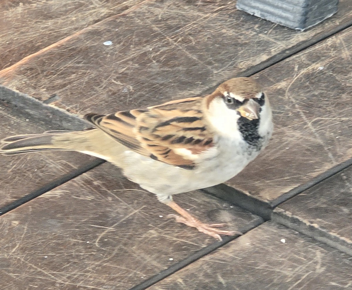 İtalyan Serçesi - ML644608249