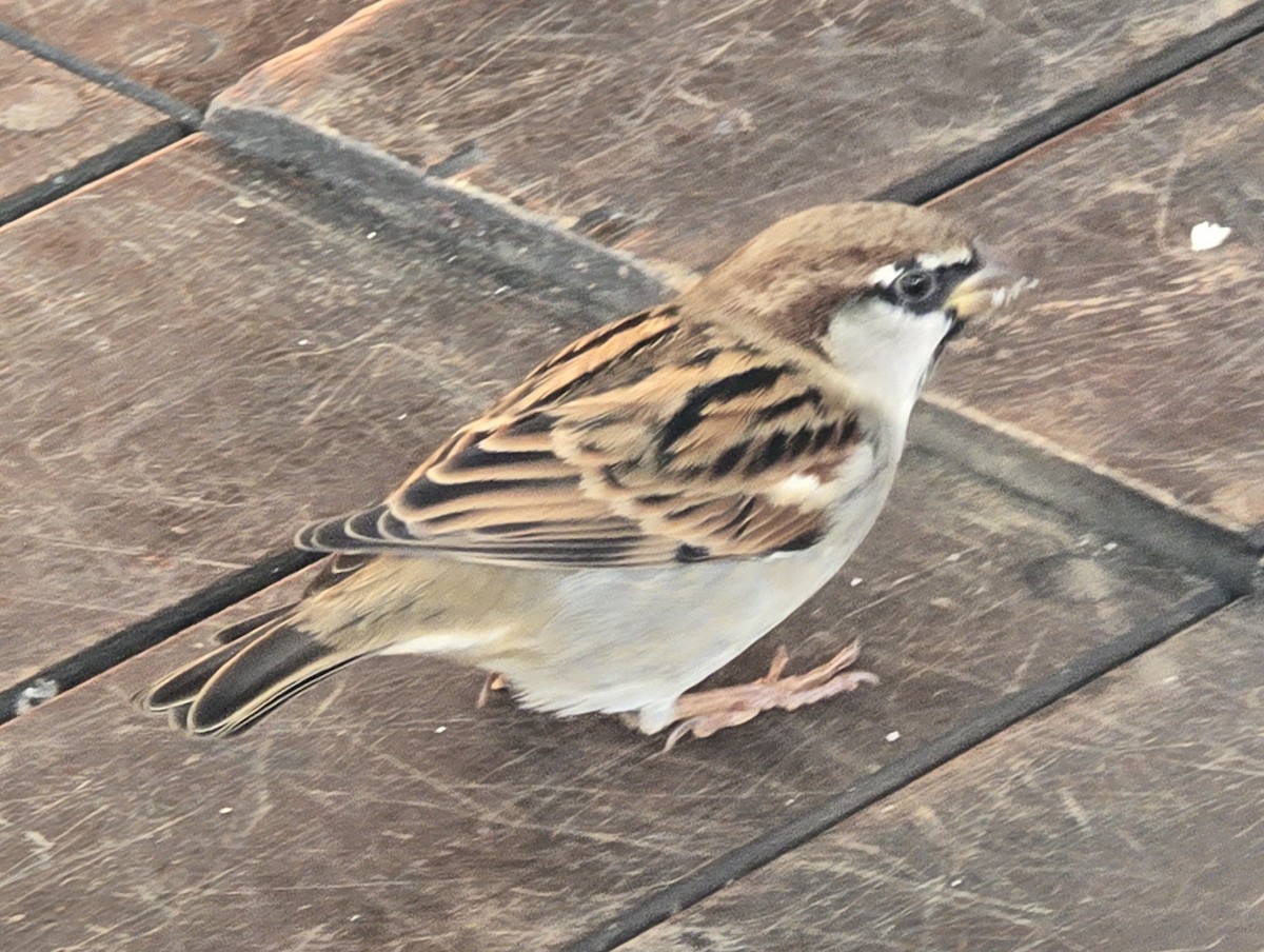 İtalyan Serçesi - ML644608250