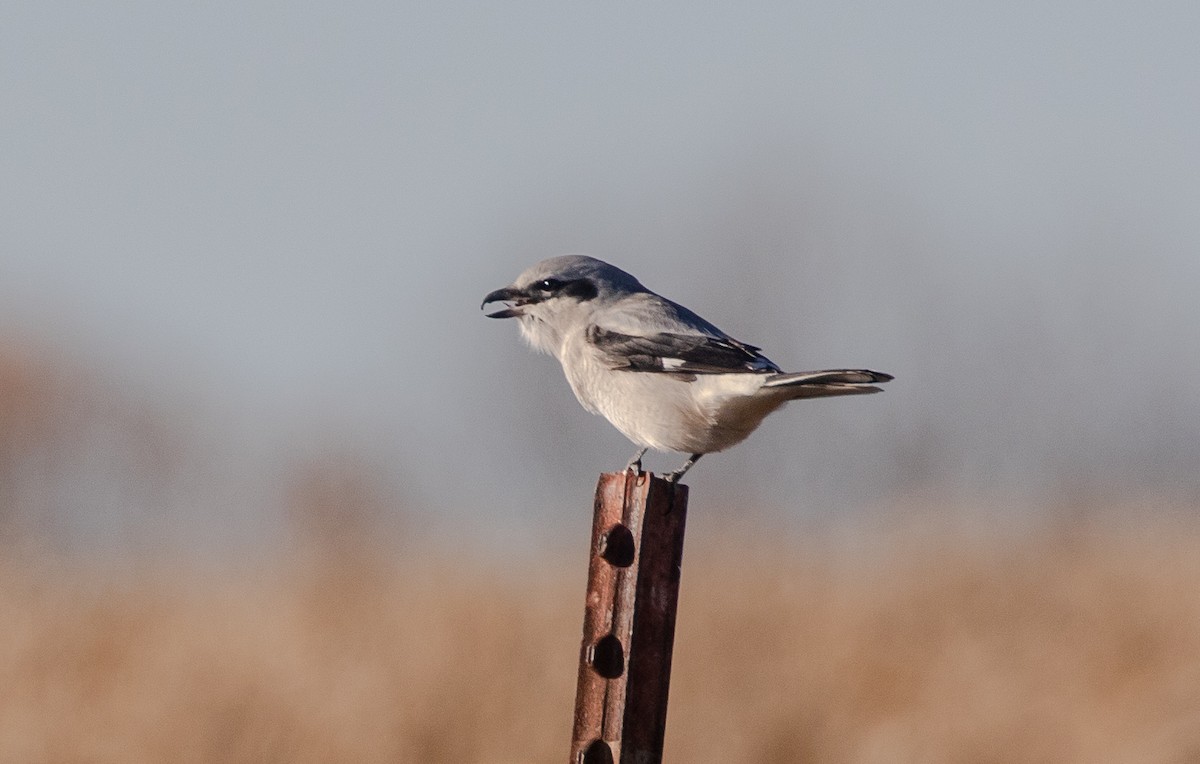 Сорокопуд північний - ML644608258