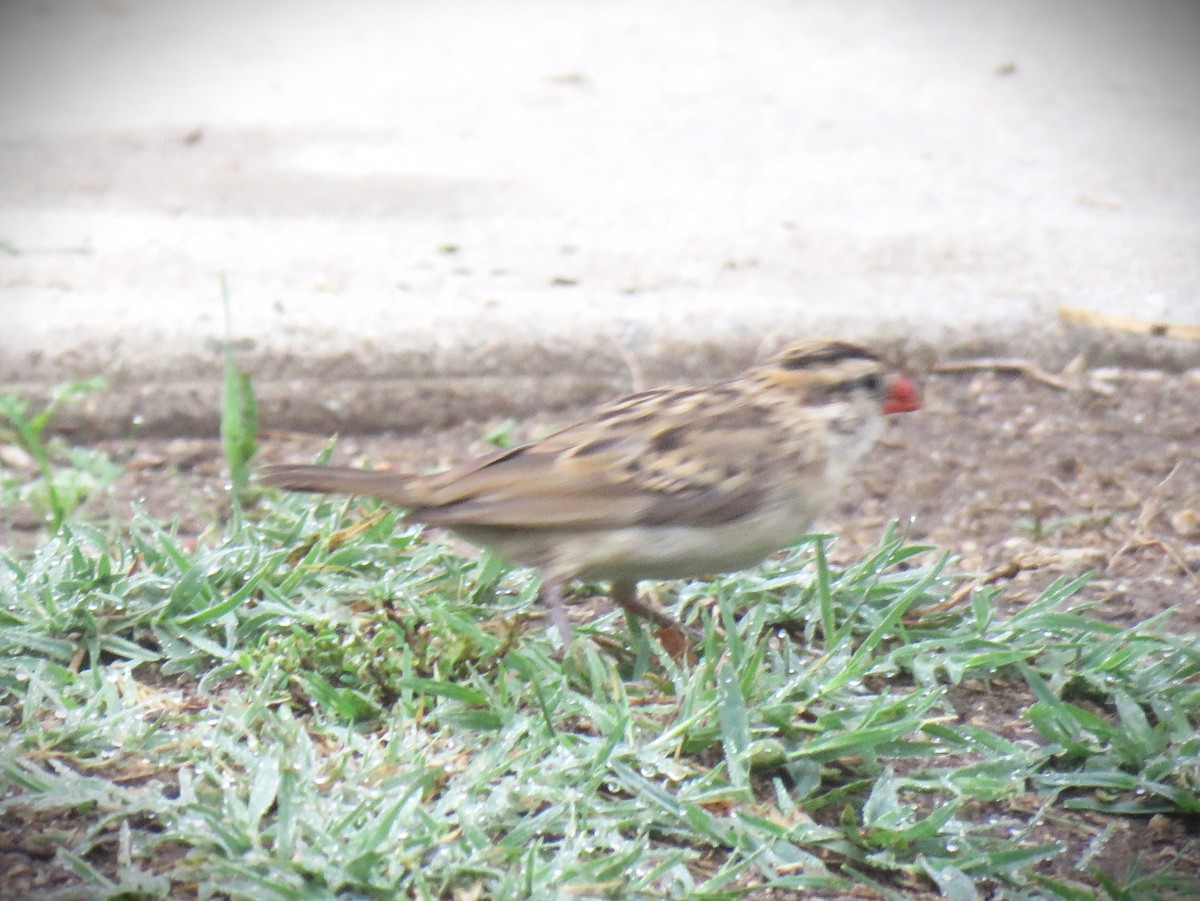 Pin-tailed Whydah - ML644608259