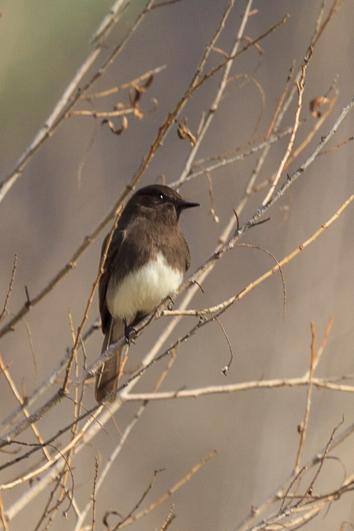 Black Phoebe - ML644608265