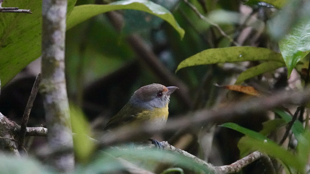 Rufous-browed Peppershrike - ML644608273