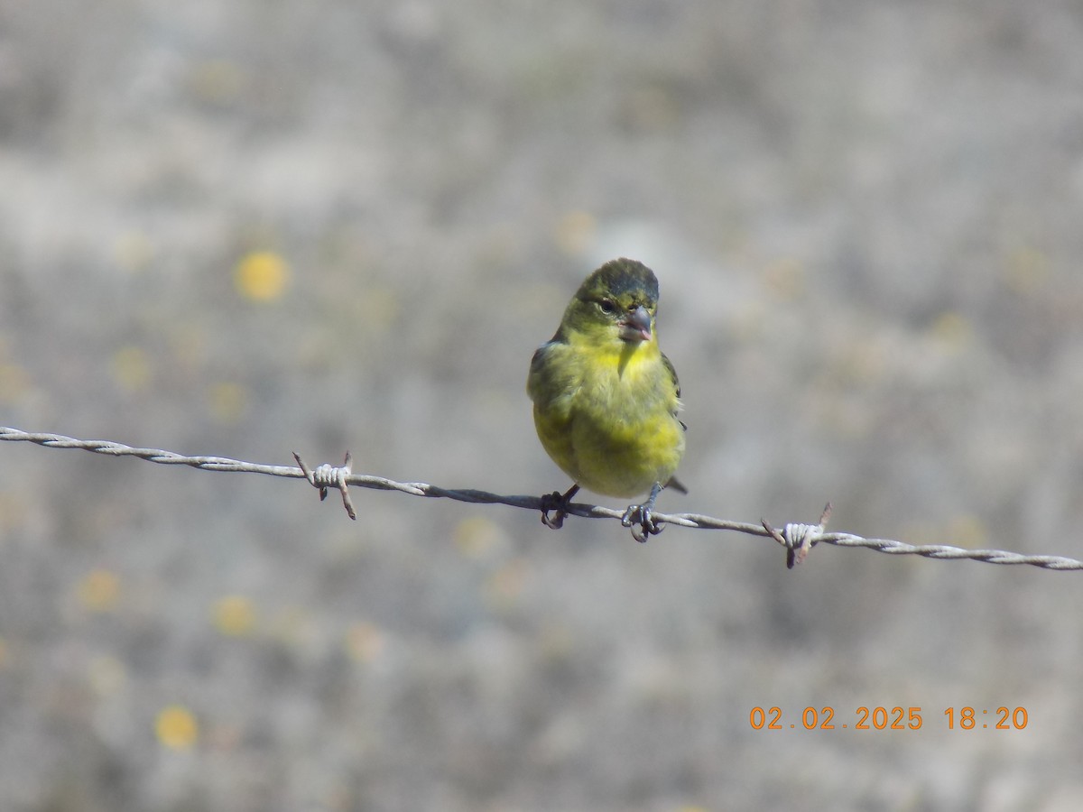 Black-chinned Siskin - ML644608275