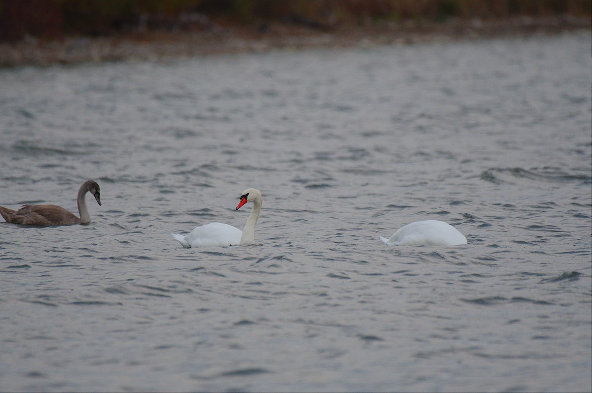 Cygne tuberculé - ML644608280