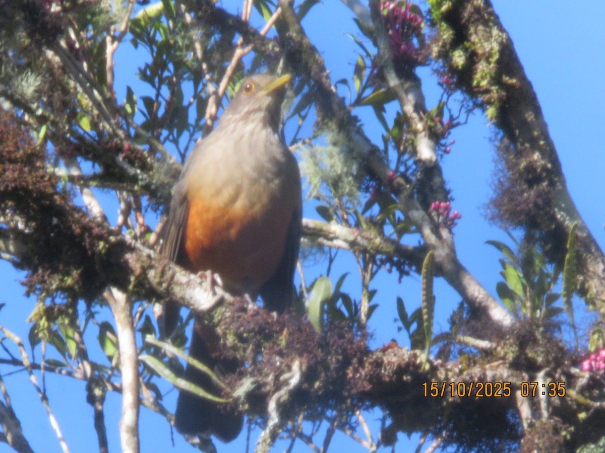 Rufous-bellied Thrush - ML644608284