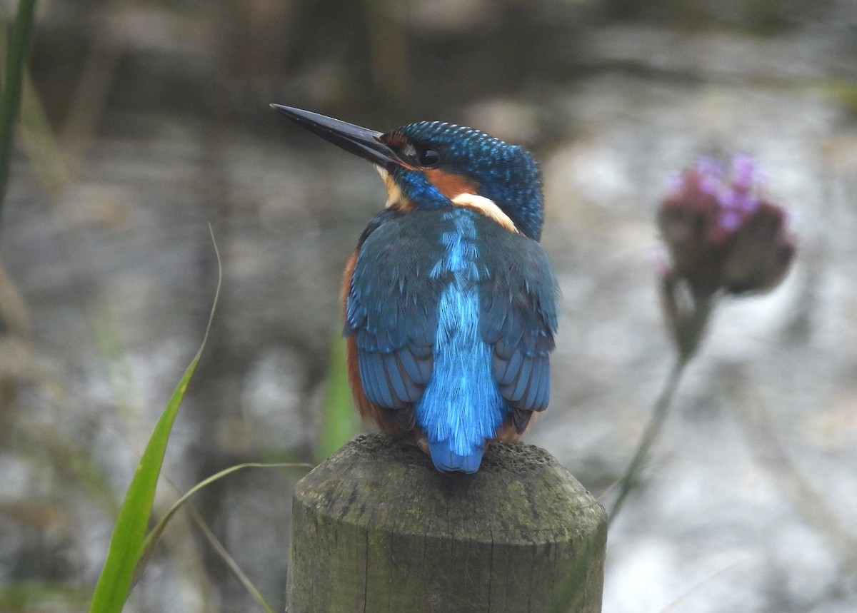 שלדג גמדי - ML644608288