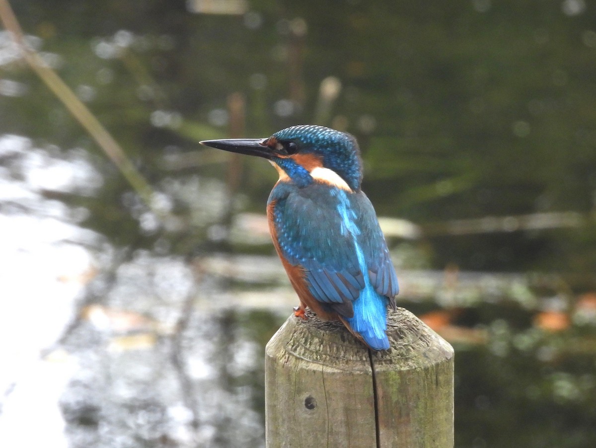 שלדג גמדי - ML644608291