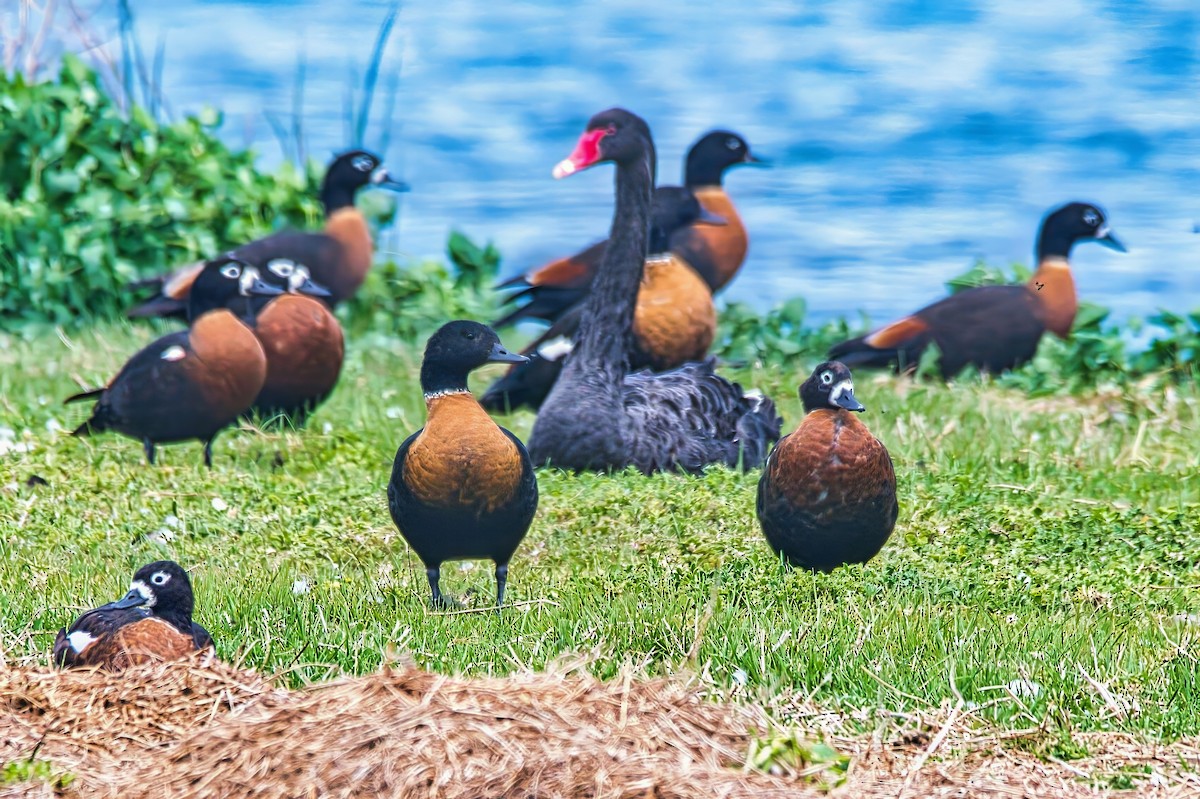 Галагаз австралійський - ML644608292