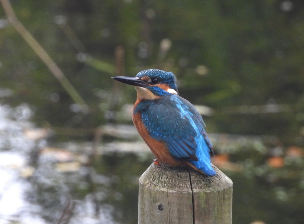 שלדג גמדי - ML644608295