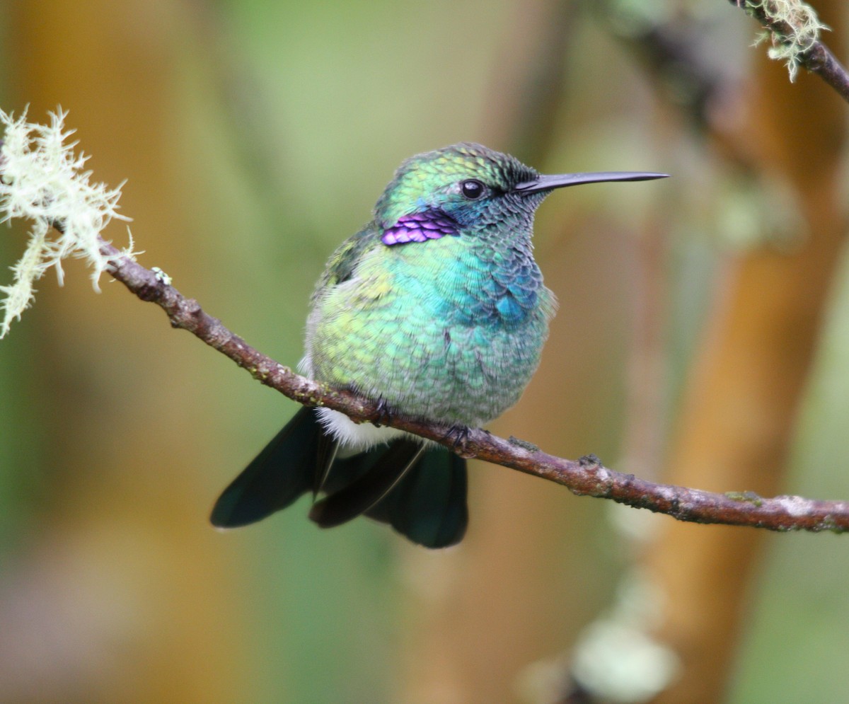 シロハラハチドリ - ML644608299