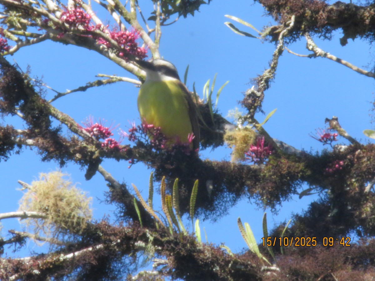 キバラオオタイランチョウ - ML644608309