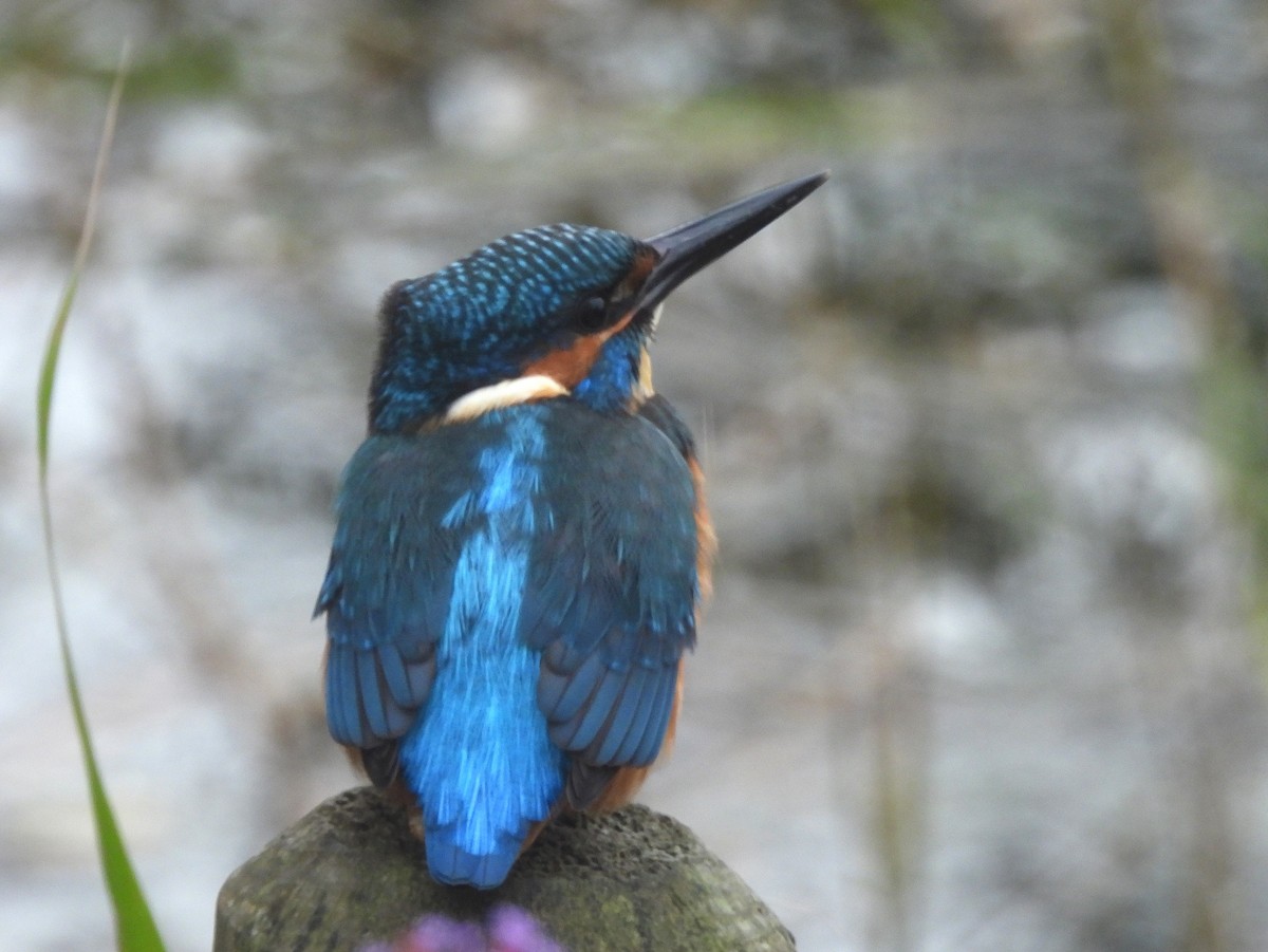 שלדג גמדי - ML644608312