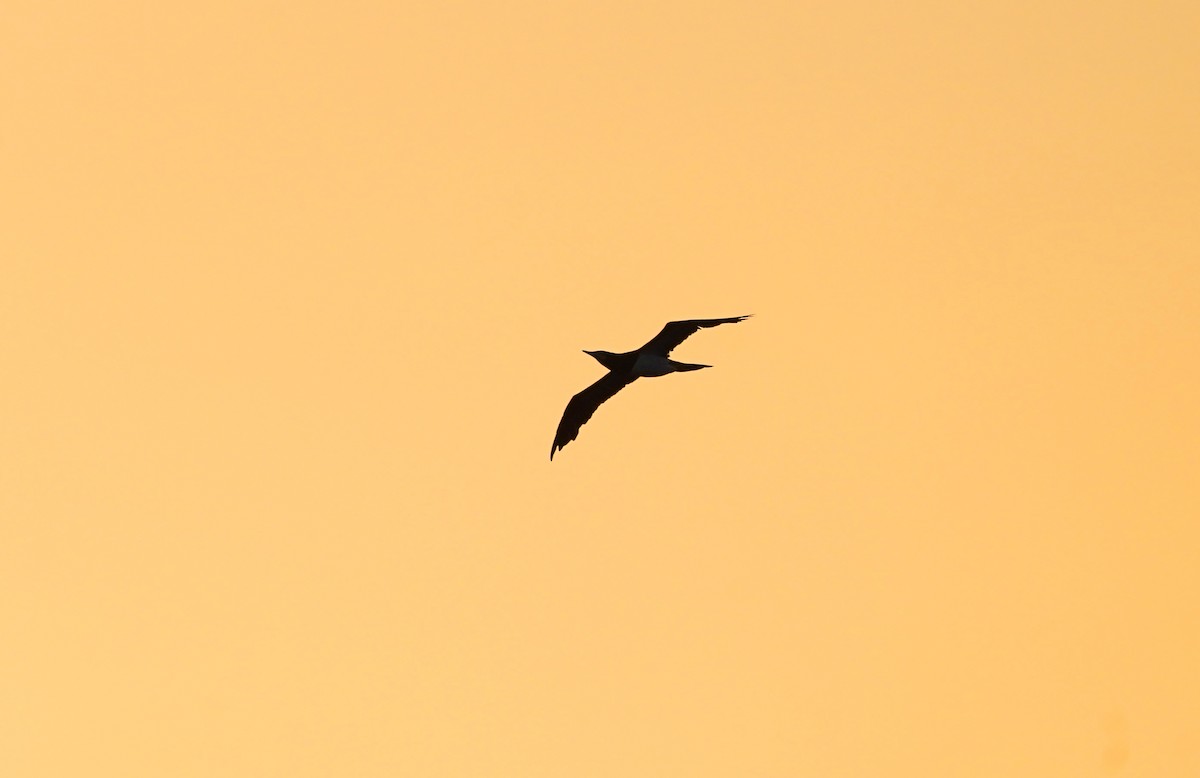 Brown Booby - ML644608325