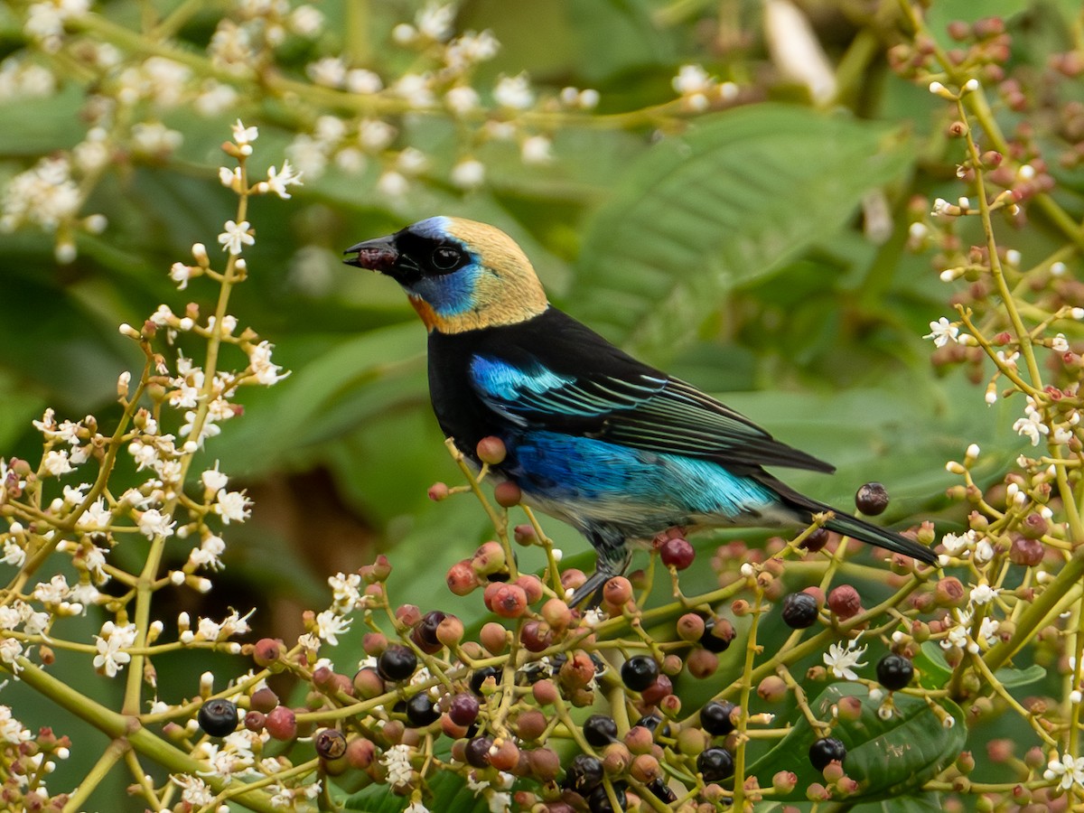 Golden-hooded Tanager - ML644608327