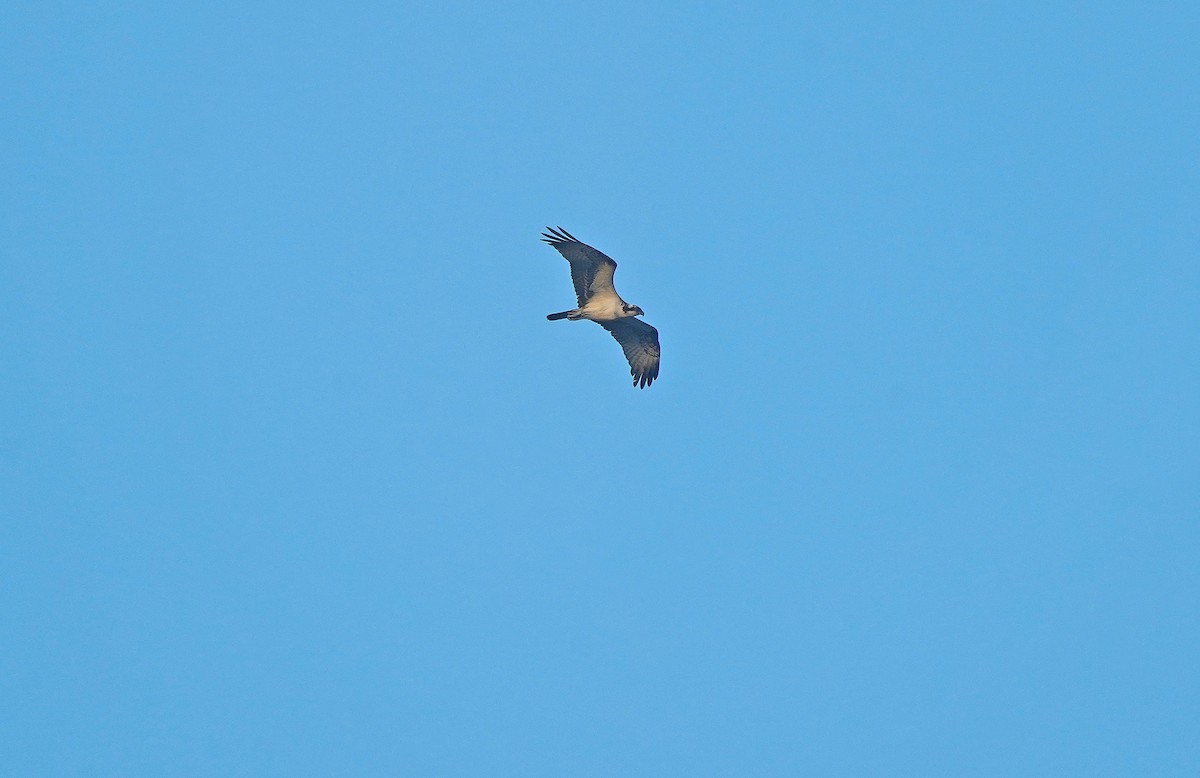 Osprey - ML644608328