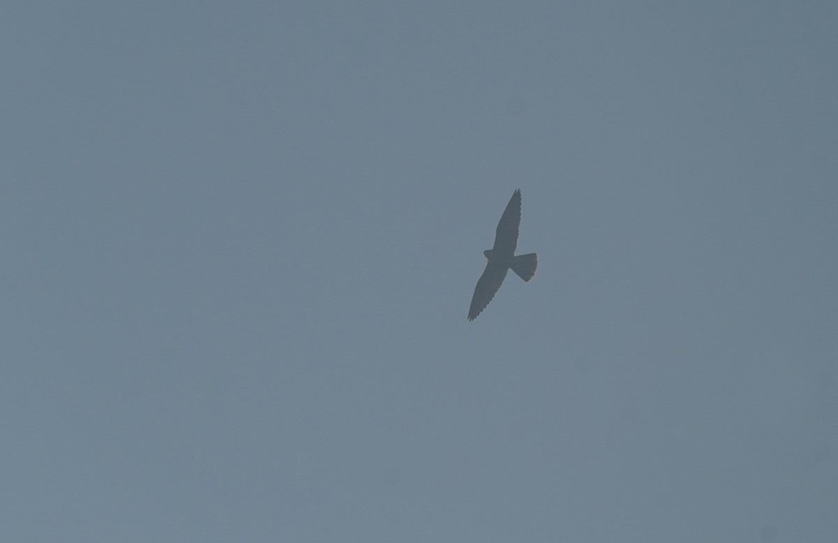 vandrefalk - ML644608330