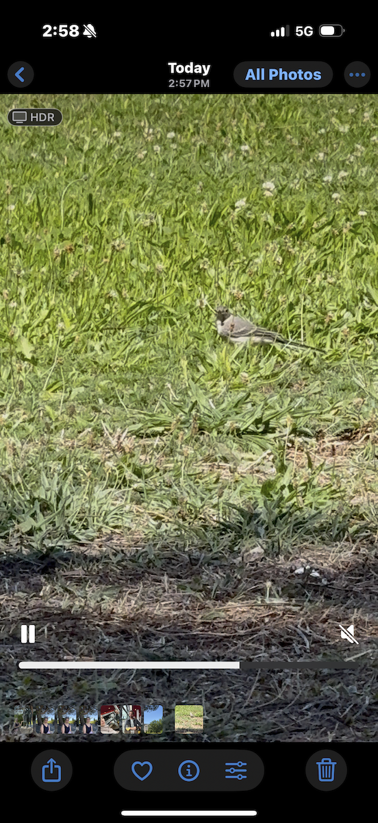 White Wagtail - ML644608332