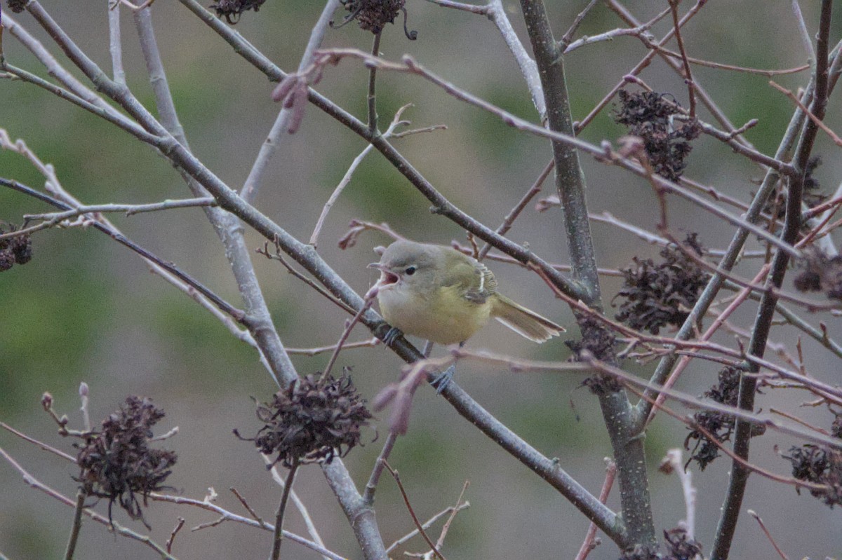 Bell's Vireo (Eastern) - ML644608347