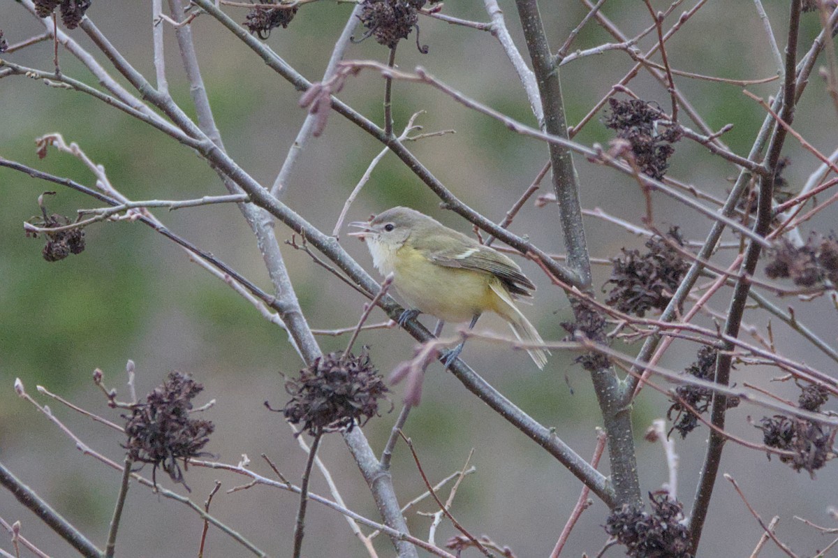Bell's Vireo (Eastern) - ML644608349