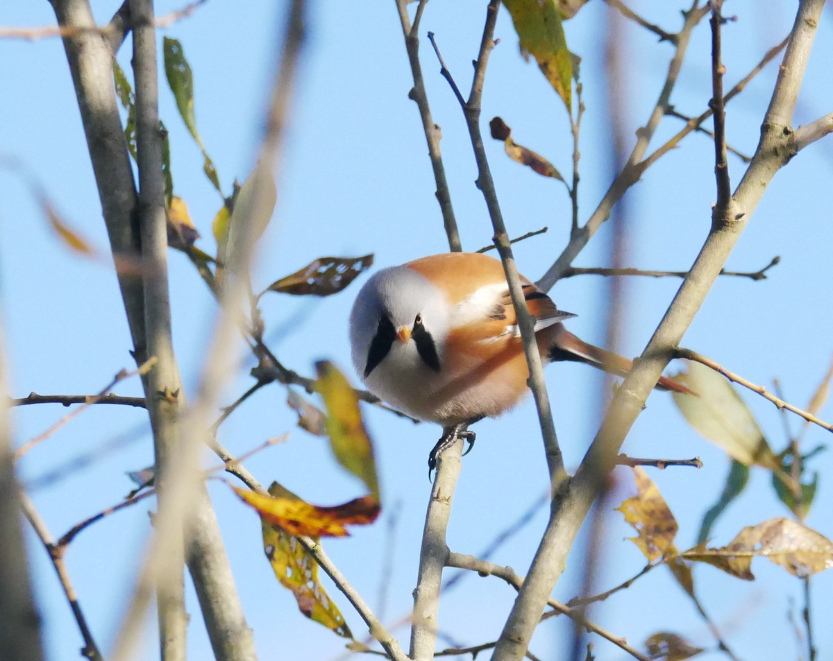 Bearded Reedling - ML644608356