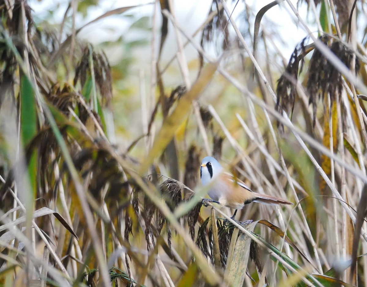 Bearded Reedling - ML644608357