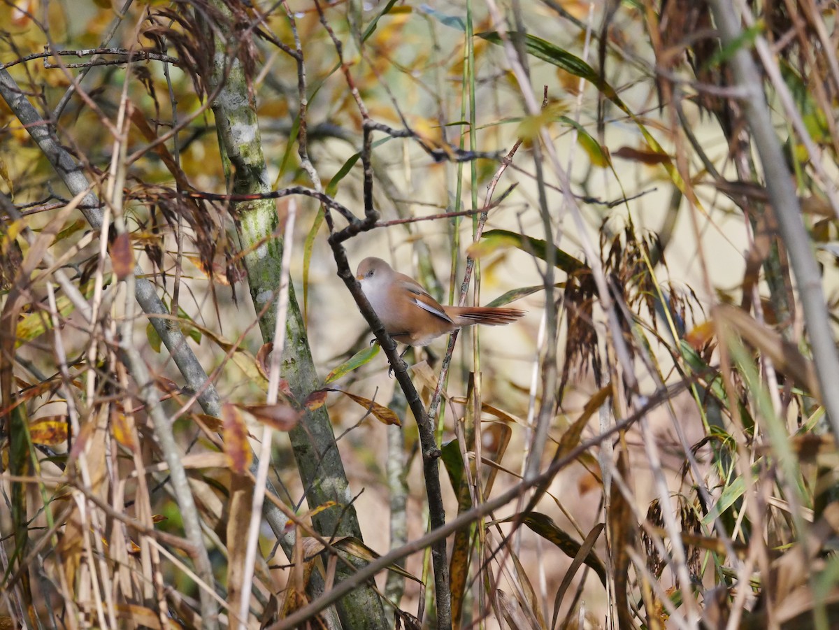 Bearded Reedling - ML644608358