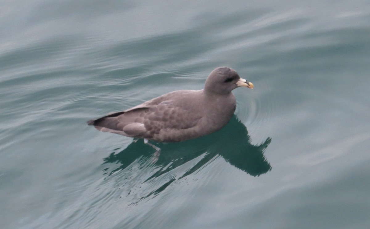 סערון שחפי - ML644608366