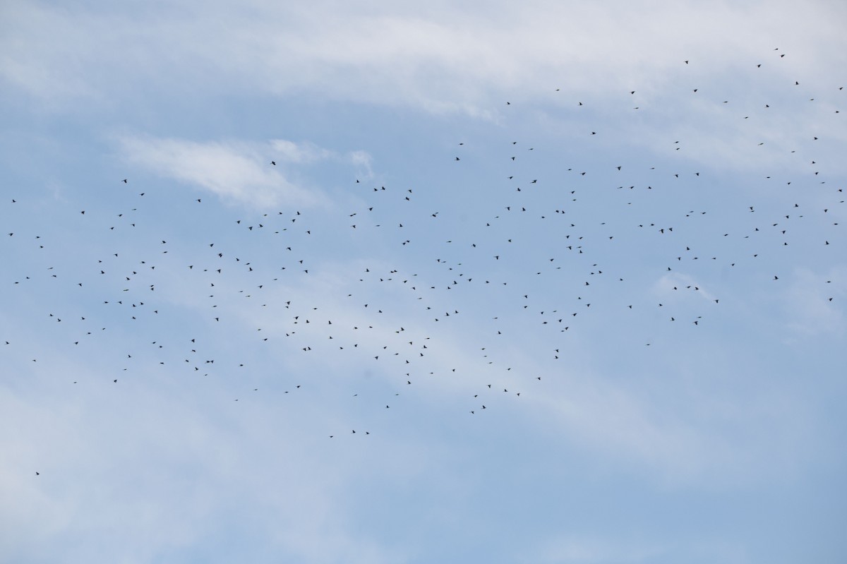 blackbird sp. - ML644608369