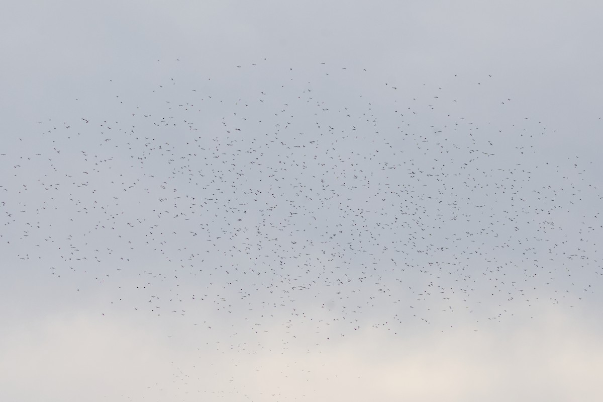 blackbird sp. - ML644608370