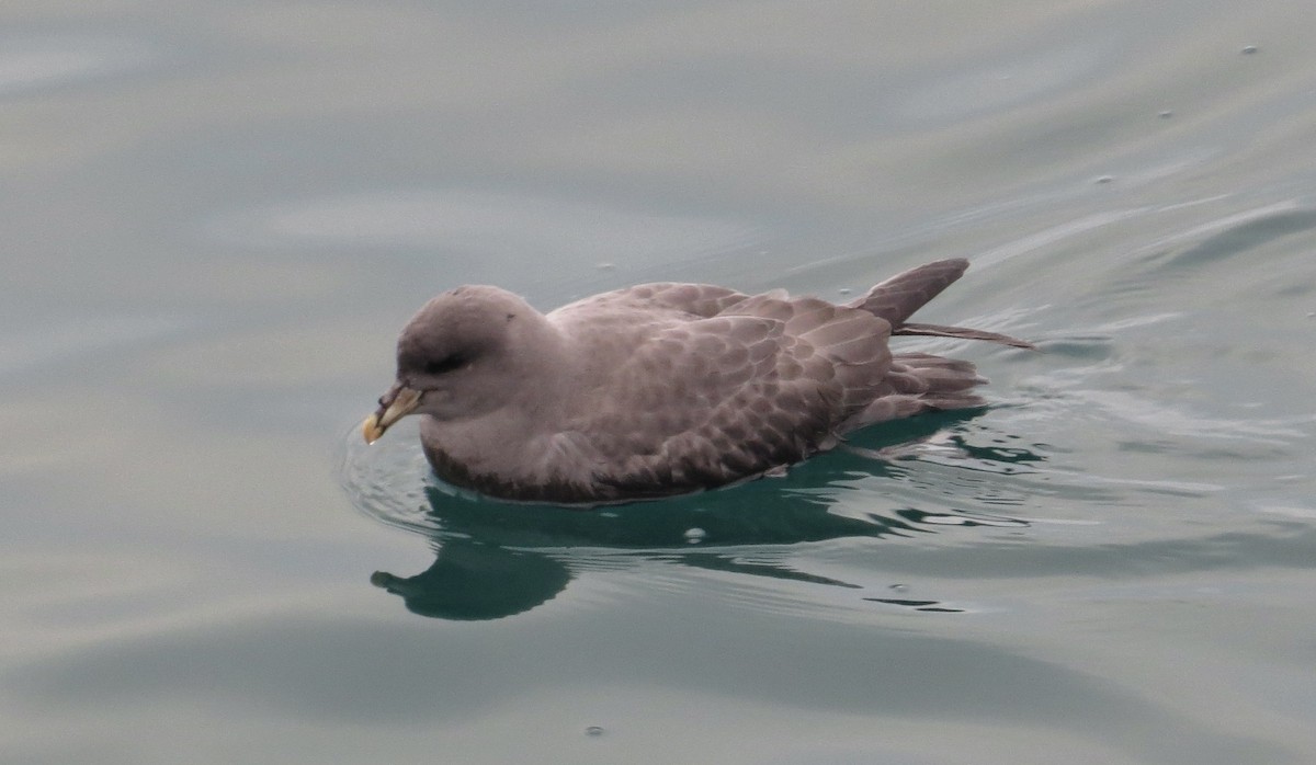 סערון שחפי - ML644608371