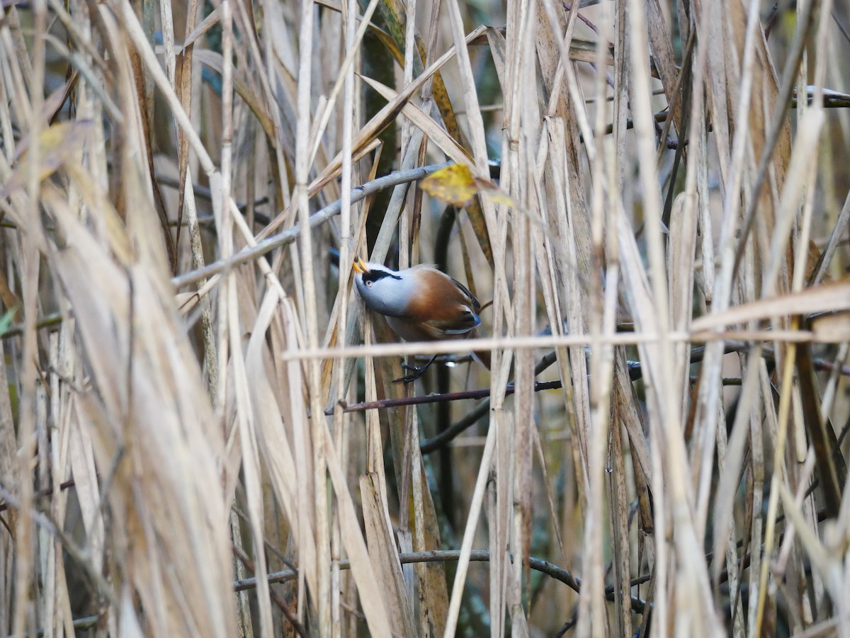 Bearded Reedling - ML644608377
