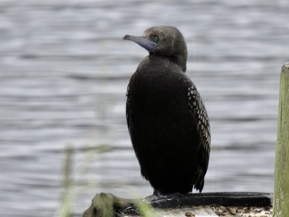 Kömür Karabatağı - ML644608407