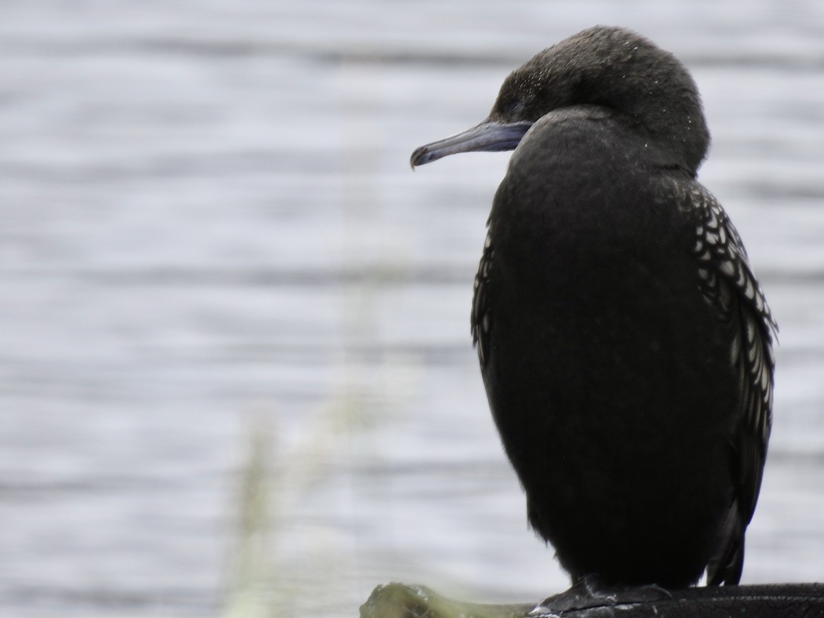 Kömür Karabatağı - ML644608409